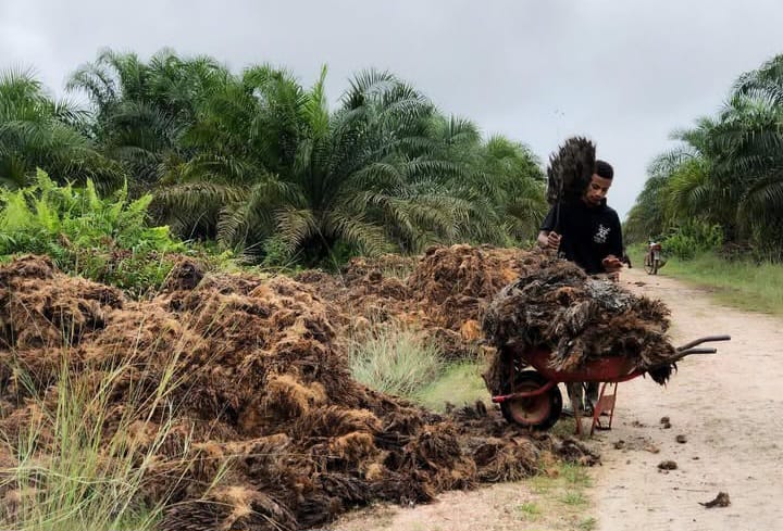 Ketika Tandan Kosong Kelapa Sawit Jadi Bahan Bakar PLTU