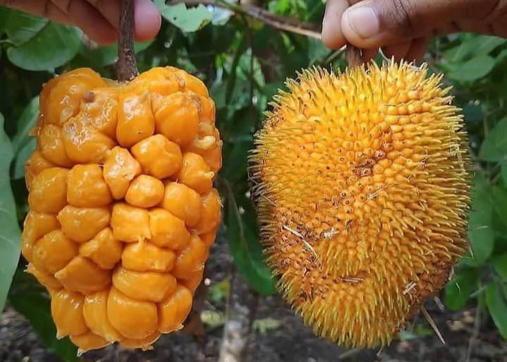 Buah Keledang