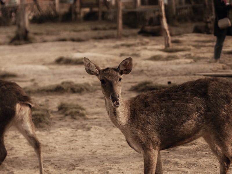 Rusa Timor
