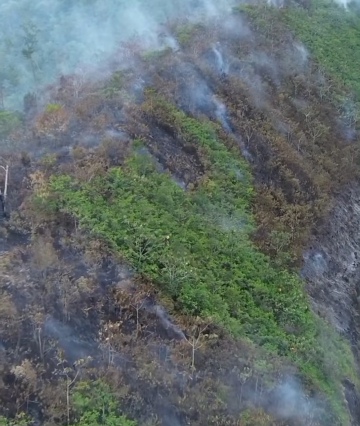 Membakar Hutan untuk Buka Lahan: Ancaman Karhutla dan Dampaknya bagi Lingkungan