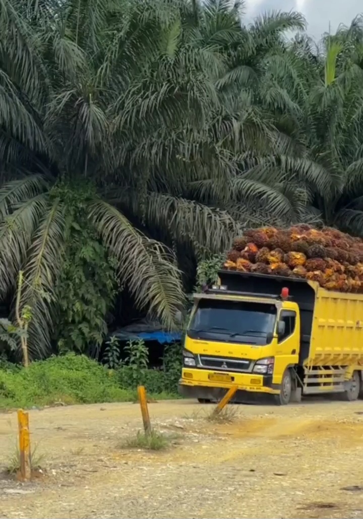 Sawit Berkelanjutan: Solusi Masa Depan Industri Kelapa Sawit Ramah Lingkungan