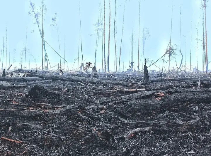 Deforestasi Kalimantan