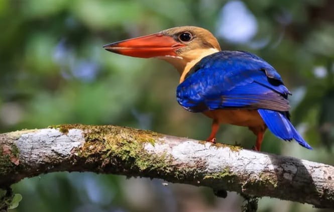 burung pekakas emas