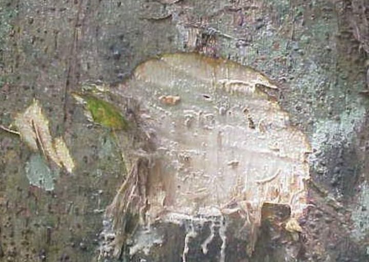 Pohon Ipuh
