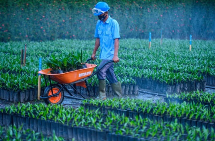 Penuhi Standar Pembibitan Kelapa Sawit demi Hasil Maksimal