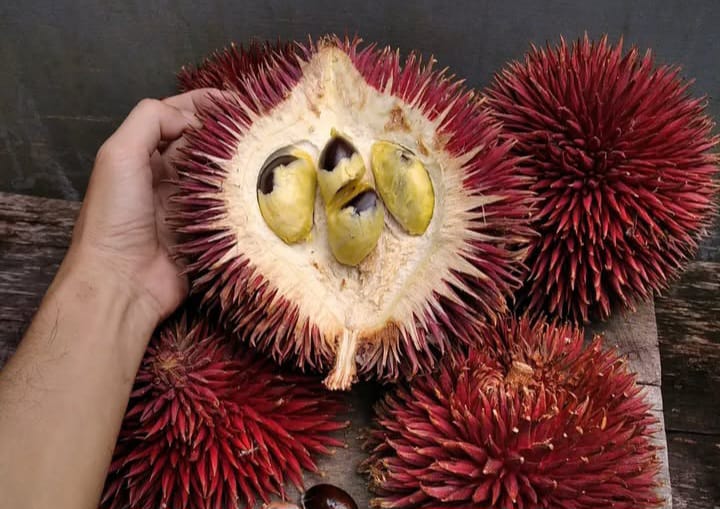Buah Lahung, si Manis Endemik Kalimantan yang Rawan