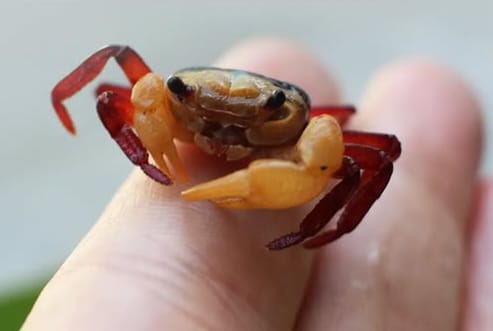 Mengenal Kepiting Tiga Warna, si Kecil yang Ada di Bukit Kelam
