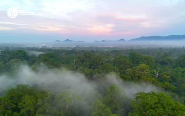 Ini Empat Tanaman Hutan Kalimantan Barat yang Terkenal Cocok untuk Konstruksi
