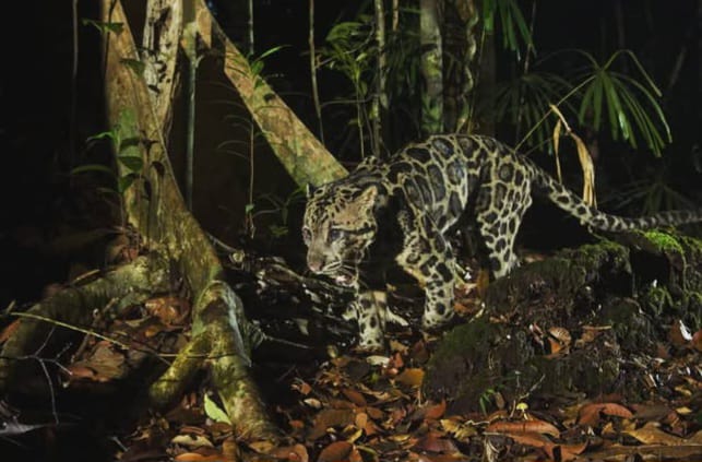 macan dahan Kalimantan