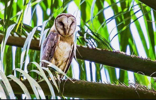 burung hantu