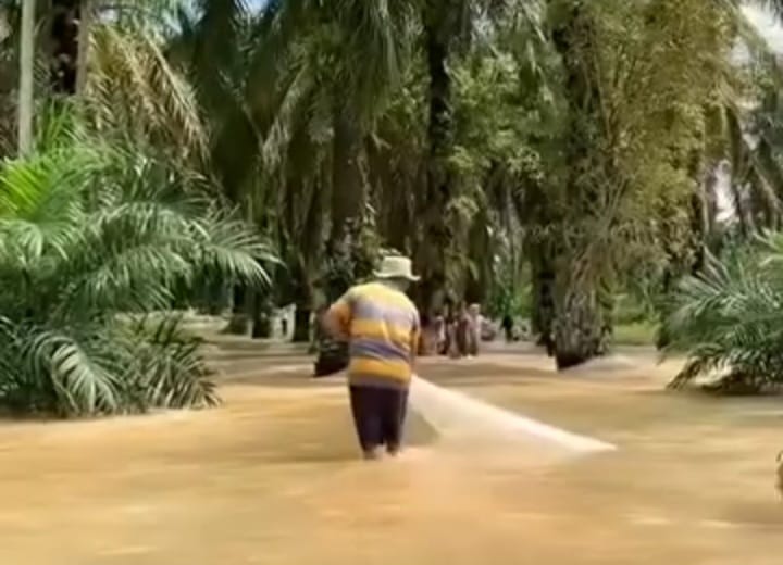 banjir di kebun sawit