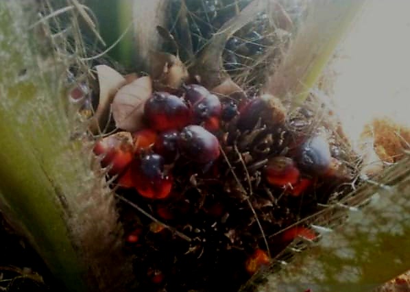 kelapa sawit