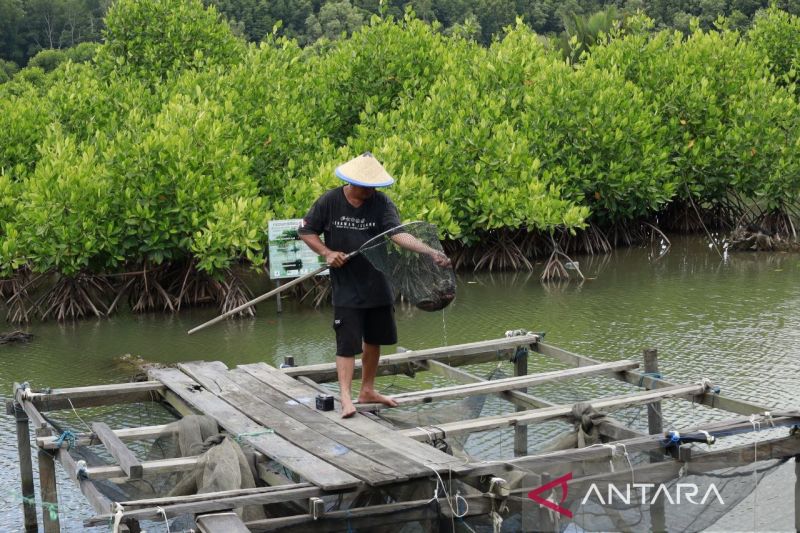 Mangrove Kaltim