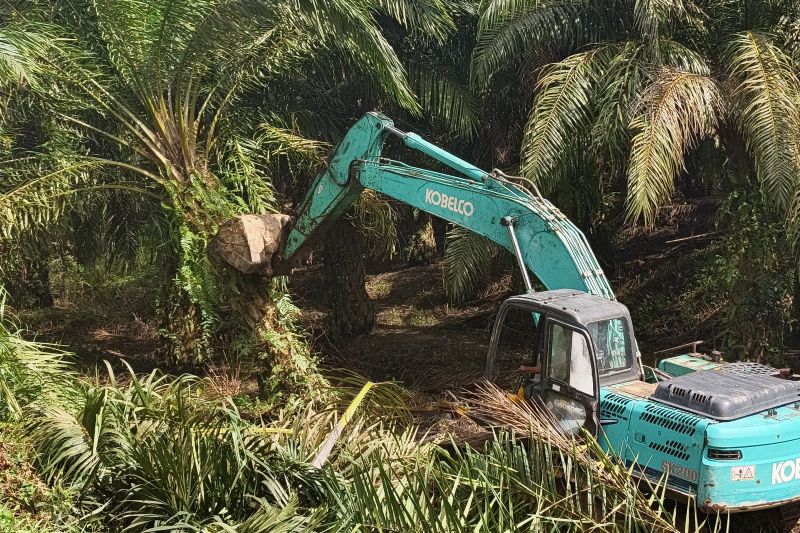 Kemenhut-Satgas PKH Musnahkan Sawit di TN Gunung Leuser Aceh