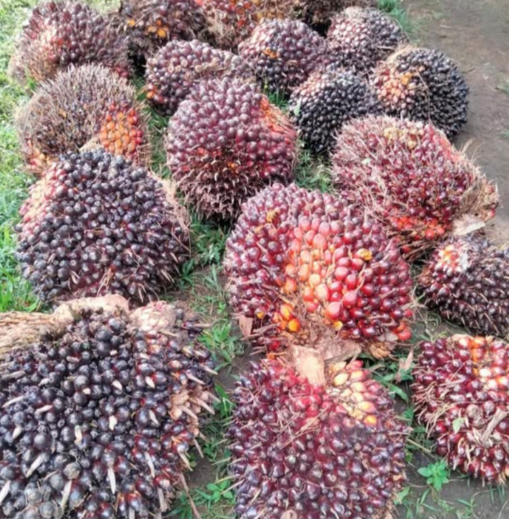 Harga TBS Sawit di Kalteng Naik, Disbun Catat Tren Positif