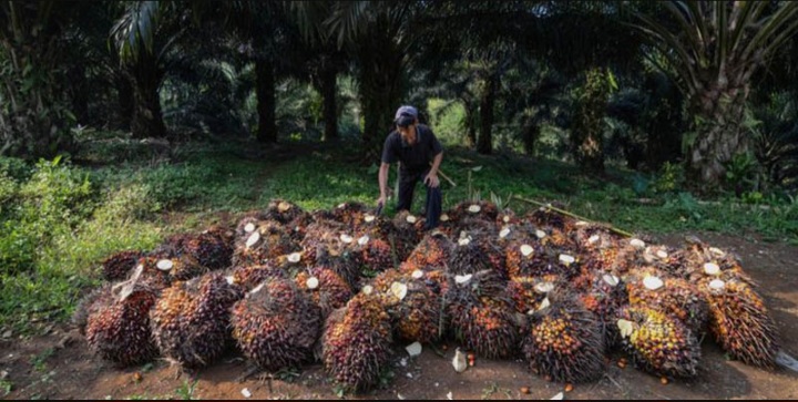 BUMN Sawit Dinilai Berisiko Picu Konflik Agraria di Kalteng