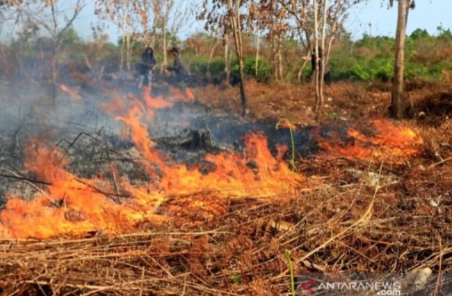KLH Lakukan Pengawasan terhadap 38 Perusahaan Terkait Kebakaran Lahan