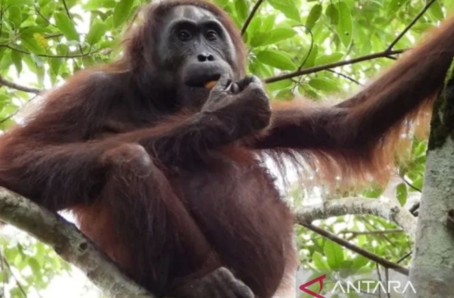orang utan liar