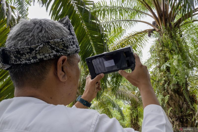 Perkebunan Sawit: Sensor Ukur Kematangan Buah Kelapa Sawit Demi Petani di Indonesia