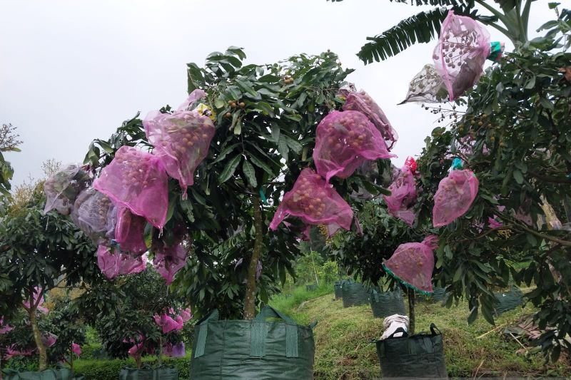 Budi Daya Buah