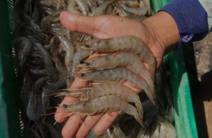 udang