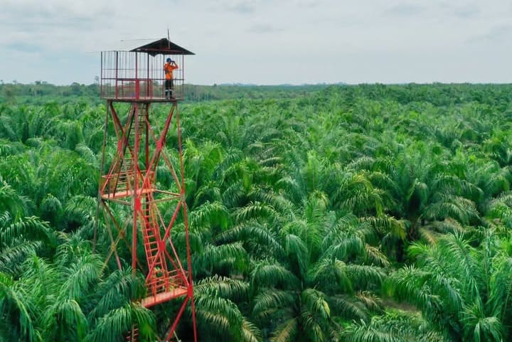Mengenal Istilah Afdeling, Unit Terkecil dalam Perkebunan dan Strukturnya