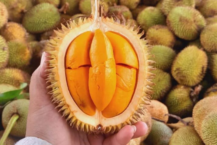 buah lai