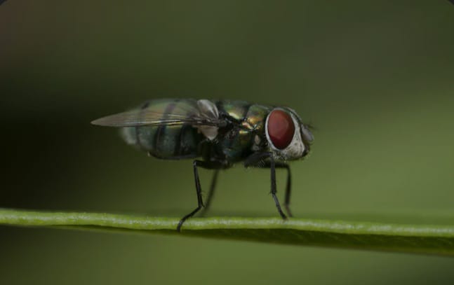 lalat