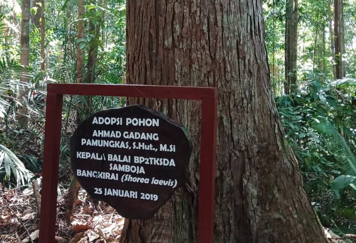 adopsi pohon