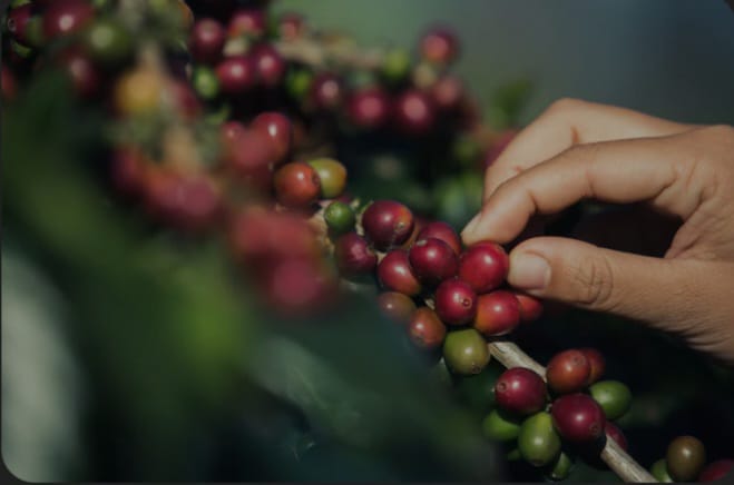 kopi