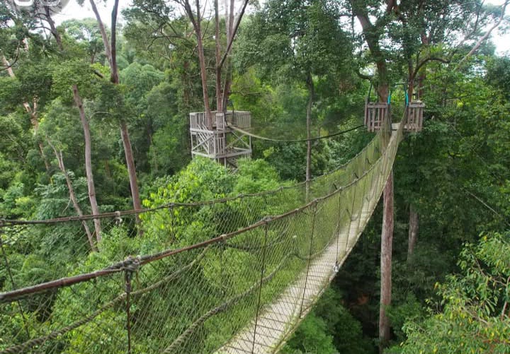 Canopy Bridge