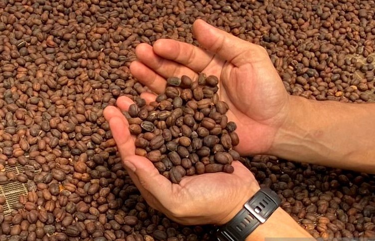 Kopi Canaya
