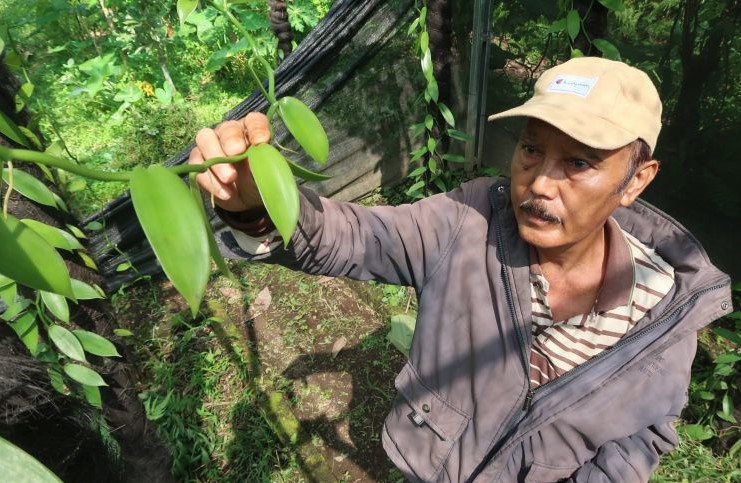 Kelompok Petani Vanili
