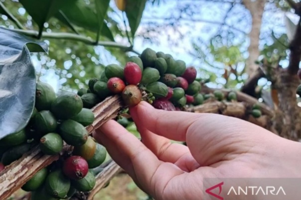 Kopi Liberika