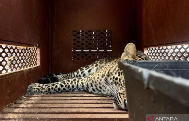 macan tutul