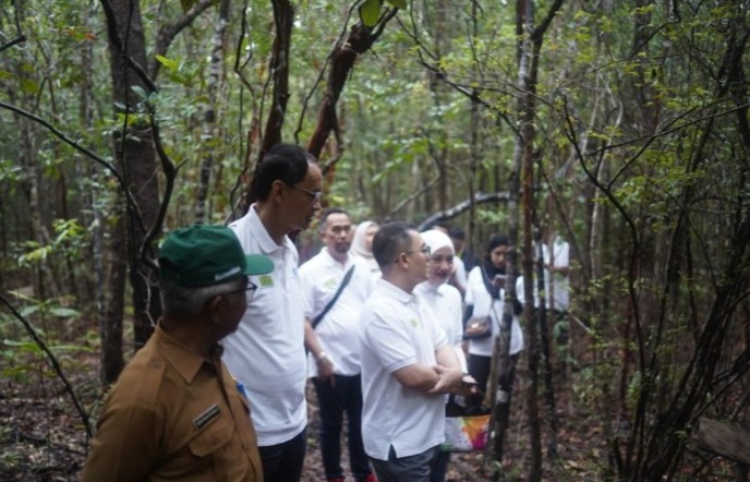 pohon pelepak