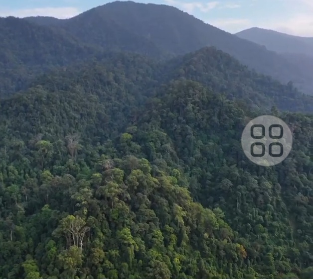 Hutan
