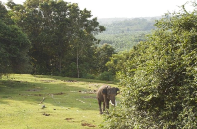 1.585 Hektare Hutan Habitat Gajah Bengkulu Hilang Dua Tahun Terakhir