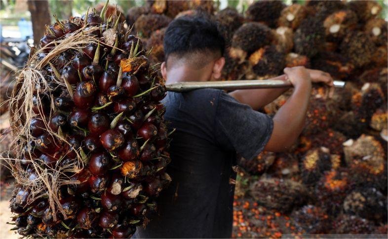 Tandan Buah Segar