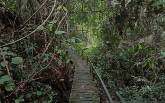 investasi karbon hutan