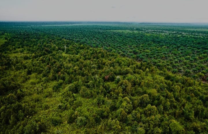 Pertahankan Area dengan Nilai Konservasi Tinggi di Kawasan Perkebunan Sawit