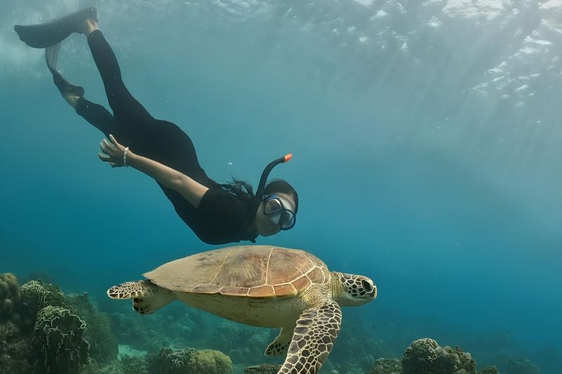 Penyu dan Pantai Nipah