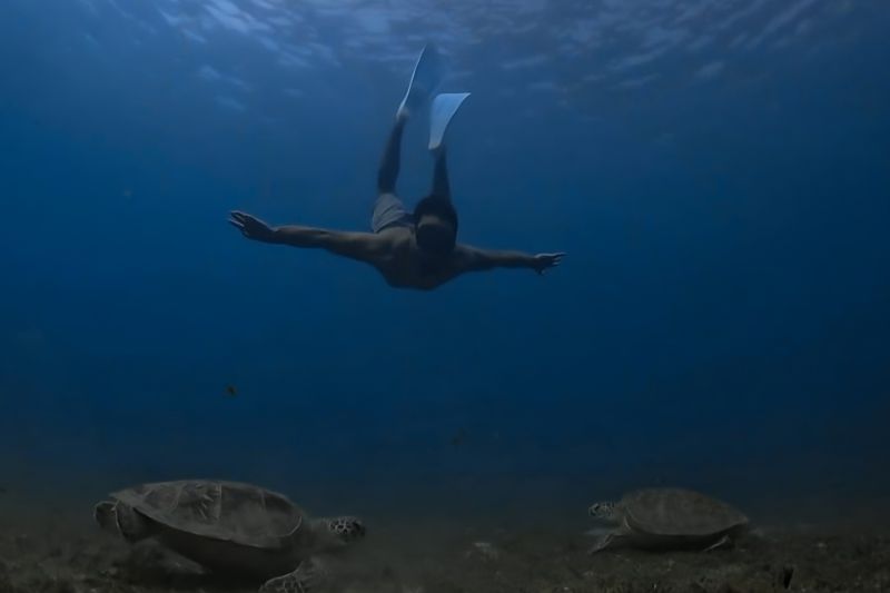 Penyu dan Sungai Nipah