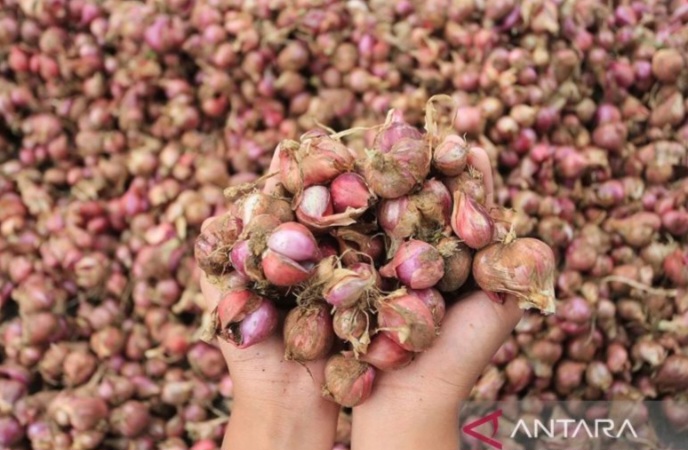 BPS: Bawang Merah Naik di 196 Kabupaten/Kota
