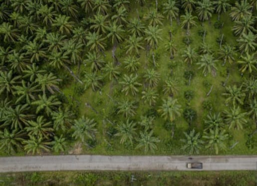 Legalitas Lahan Sawit Rakyat Syarat Mutlak Peremajaan