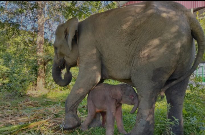 Seekor Anak Gajah Sumatera Lahir di Taman Nasional Way Kambas