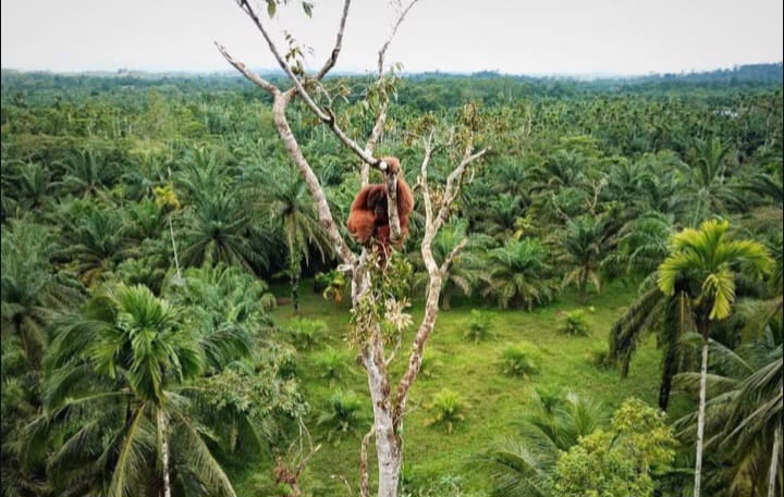 Dihajar Banjir Bandang, Stasiun Penelitian Orangutan Ketambe Rusak dan Tutup