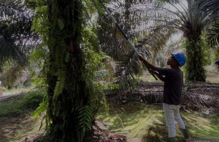 Perkuat Pemberdayaan Petani Sawit lewat Skema Plasma Satu Atap
