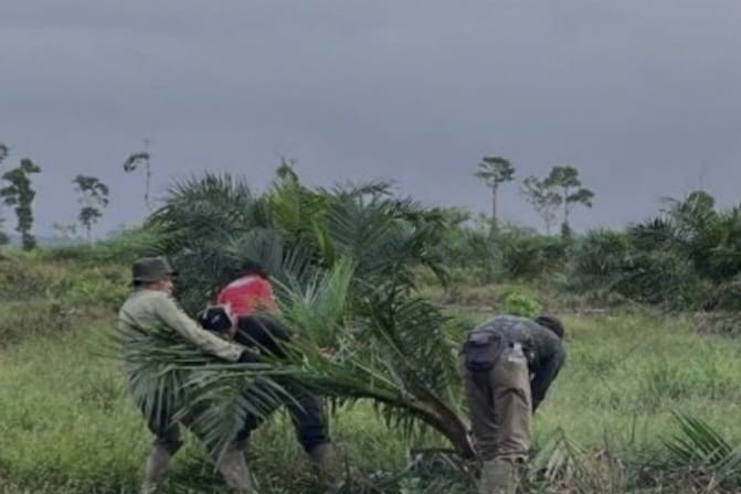Patroli Gabungan Musnahkan 98,8 Hektare Sawit Ilegal di Dalam TNBS