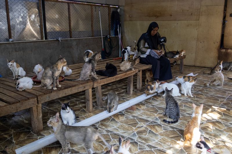Salmiati: Malaikat Kecil Penyelamat Kucing Saat Banjir Bandang Terjang Sumbar